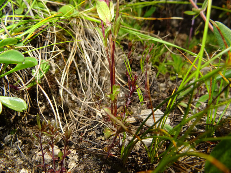 Gentiana utriculosa / Genziana alata